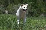AKITA INU 352